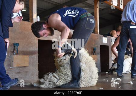 Campione del mondo di lama, Allan Oldfield della NZ, Shearing Sheep al Royal Highalnd Show, Scozia Foto Stock