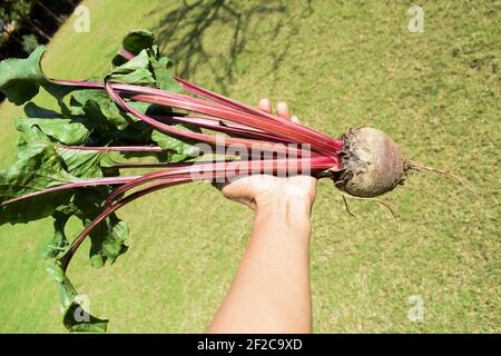 Radice di barbabietola rossa vegetale appena scopata da cucina giardino fattoria cortile. Donna donna persona che tiene fresco pianta di barbabietola da radice a lea Foto Stock