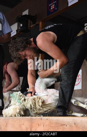 Campione del mondo di lama, Allan Oldfield della NZ, Shearing Sheep al Royal Highalnd Show, Scozia Foto Stock