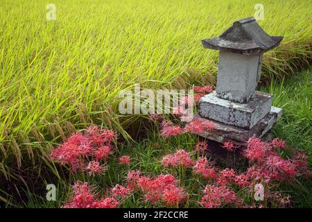 Giappone/prefettura di Hyogo/produzione di sake/riso giapponese che si concretizzeranno nei campi della prefettura di Hyogo Giappone. Foto Stock