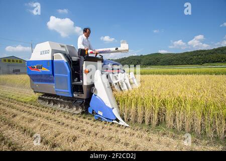 Giappone/prefettura di Hyogo/produzione sake giapponese/agricoltore raccolta di riso per macchina sul campo . Foto Stock