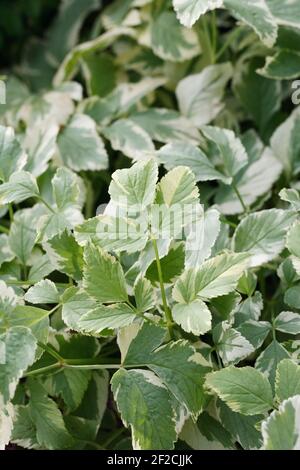 Foglie di Aegopodium podagraria "Variegatum". Anziano variegato. Foto Stock