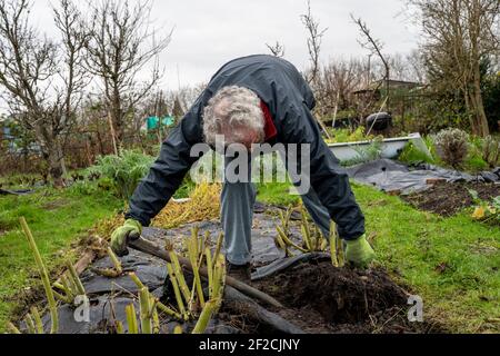 Raccolta dei tuberi di Yacon (smallanthus sonchifolius), 'mela macinata peruviana', durante l'inverno britannico. Foto Stock