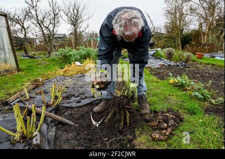 Raccolta dei tuberi di Yacon (smallanthus sonchifolius), 'mela macinata peruviana', durante l'inverno britannico. Foto Stock