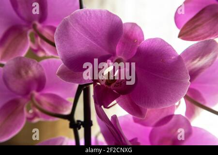 Primo piano di meravigliosi fiori di orchidee rosa, fotografati contro la finestra di vetro illuminata dal sole sullo sfondo Foto Stock