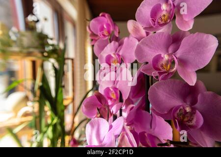 Primo piano di meravigliosi fiori di orchidee rosa, fotografati contro la finestra di vetro illuminata dal sole sullo sfondo Foto Stock