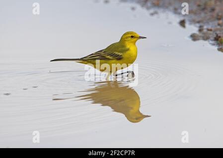 Western Yellow Waggail (Motacilla flava) uomo che cammina in puddle con riflessione Awash NP, Etiopia Aprile Foto Stock