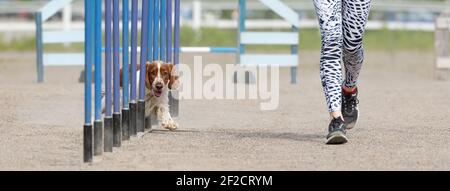 Un gallese Springer Spaniel in agility Slalom cane running on un corso di agilità Foto Stock