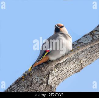 Wing bohémien (Bombycilla garrulus) su un arto di albero con sfondo blu cielo Foto Stock