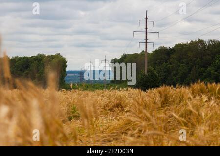 Campo di grano maturo. Dietro il campo c'è una foresta verde. Una linea elettrica con supporti elevati attraversa il campo e la foresta Foto Stock