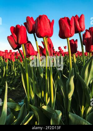 Campo di tulipani rossi in luce dorata contro un blu Cielo in un campo commerciale nella Valle di Skagit Stato di Washington Foto Stock