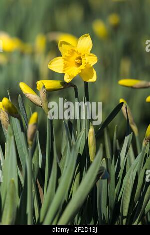 First daffodil flower of Spring opens in a commercial field in the Skagit Valley of the Pacific Northwest Foto Stock