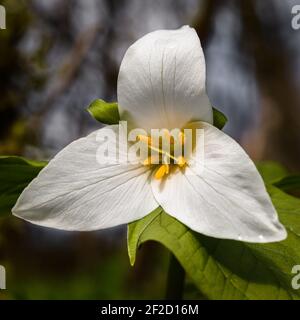 Delicate Pacific Northwest Trillium si apre sul pavimento della foresta in primavera precoce per rivelare un delicato fiore bianco e giallo Foto Stock