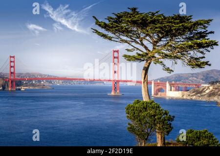 Golden Gate ponte incorniciato da un cipresso Foto Stock