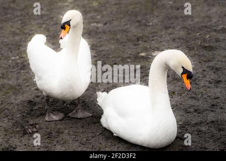 Brugge, Belgio; 24 gennaio 2020: Coppia di cigni nel lago d'amore Foto Stock