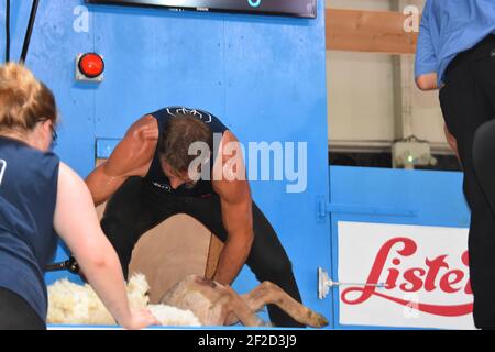 Ivan Scott Shearing al World Champs France 2019 Foto Stock