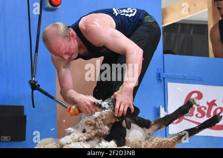 Calum Shaw Shearing per la Scozia a WORLD CHAMPS, Francia 2019 Foto Stock