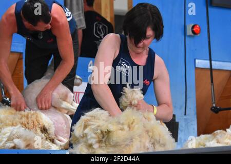 Audrey Lamb compete alle finali di wolhandling del mondo Foto Stock