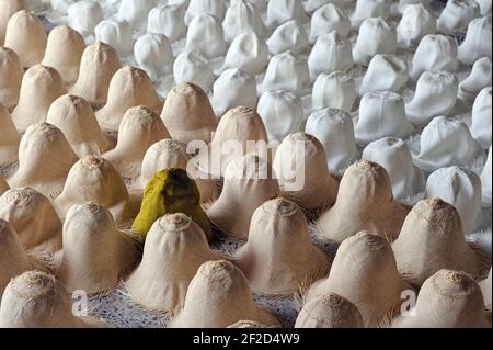 Produzione di cappelli Panama non finiti realizzati a mano in Ecuador. Foto Stock