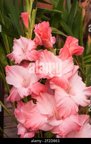 Primo piano di grandi fiori di estate fioritura Gladiolus Teamwork Spike fiore con boccioli di rottura e rosa a fiori rosa pallido un semidorido perenne Foto Stock