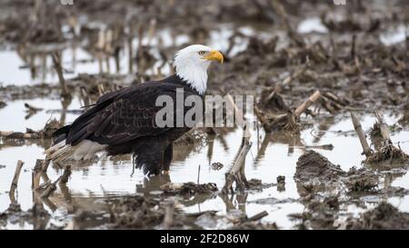 Aquila di mare maturo con testa bianca in caviglia di campo fangoso Profondo in una pozza nella valle di Skagit dell'ovest Washington in inverno Foto Stock