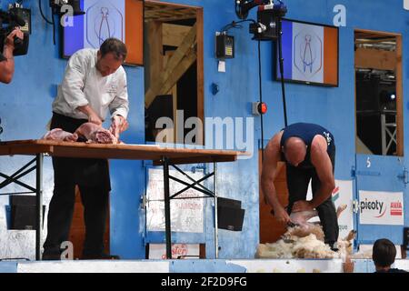 Macellaio contro tosatrice di pecora contro l'orologio ai Campionati Mondiali di tosatura, Francia 2019 Foto Stock