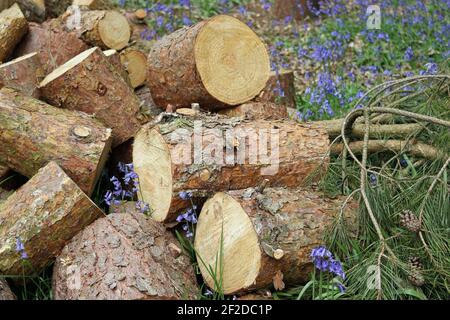 Mucchio di tronchi di conifere, probabilmente pino scozzese, in brevi sezioni con rami con foglie e coni a lato e fiori di bluebell sullo sfondo. Foto Stock