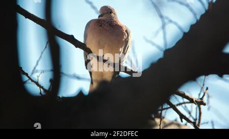 Colomba ridente (Spilopelia senegalensis) arroccata su un albero in un cortile a Pretoria, in Sudafrica Foto Stock