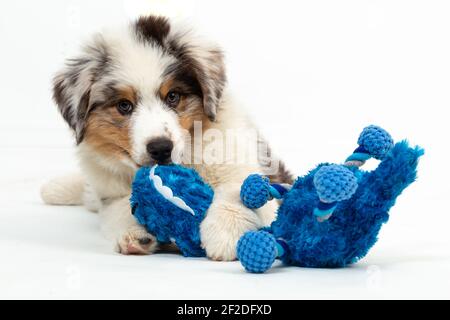 12 settimane di cucciolo Blue Merle Australian Shepherd su bianco sfondo Foto Stock