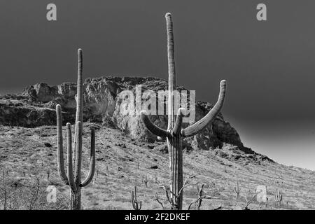 Bande di cactus Saguaro con le braccia che raggiungono verso l'alto con lo sfondo di cime e valli nel deserto di sonora a Picacho, AZ, USA Foto Stock