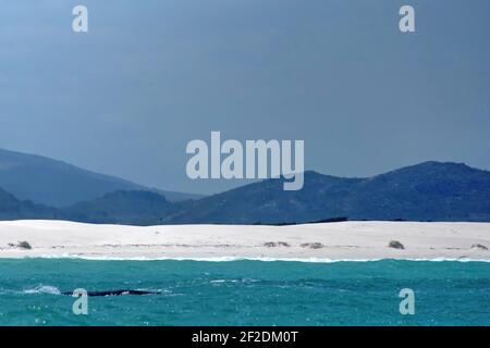 Meridionale balena destra nella baia vicino Gansbaai, Sud Africa Foto Stock