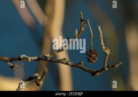 sfondo natura esterno ontano cono ramo albero Foto Stock