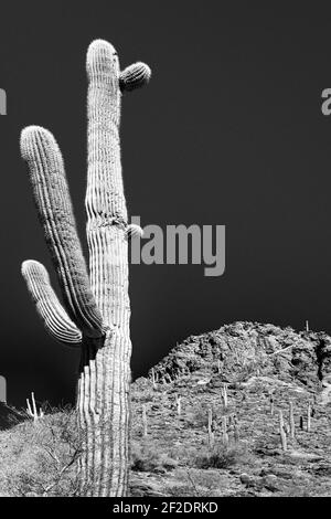 Un cactus saguaro multi-armato, di oltre 100 anni, prospera su una scogliera rocciosa presso il Picacho Peak state Park nel deserto di Sonoran nel sud Arizona in Foto Stock