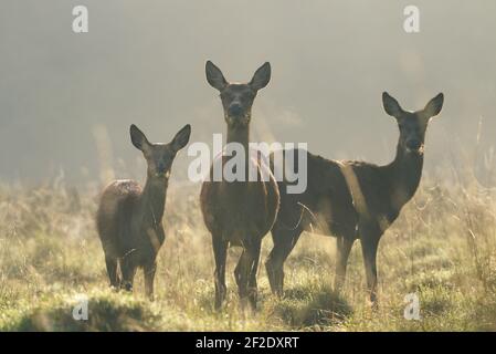 Fa di Cervo Rosso in tempo di solco in nebbia e raggi di sole all'alba, Cervo, Cervus elaphus Foto Stock