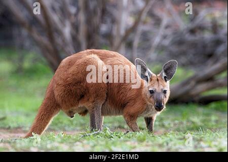 Canguro rosso, Australia Foto Stock