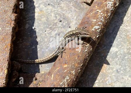 Piccolo riscaldamento di lucertola sul tubo metallico rustico nel cortile. Animali e anfibi nella fauna selvatica Foto Stock