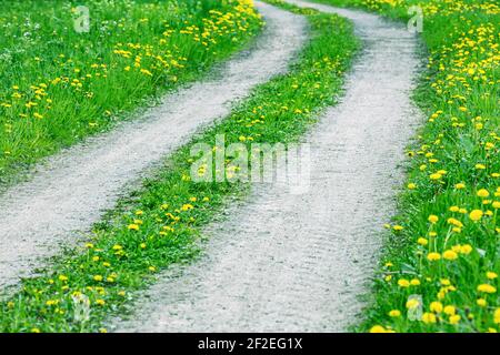 strada sterrata attraverso il campo verde con fiori di dente di leone in fiore gialli Foto Stock