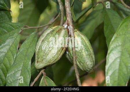 Cialde di cacao sull'albero con frutta immatura in condizioni naturali Foto Stock