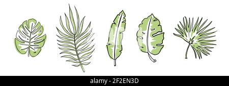 Set di foglie verdi esotiche. Stile a una linea d'arte. Illustrazione vettoriale di foglie tropicali trendy. Foglie isolate della giungla: Monstera, filodendro, chamaerops. Adatto per poster, stampe, sfondi. Foglie di palma estive Illustrazione Vettoriale
