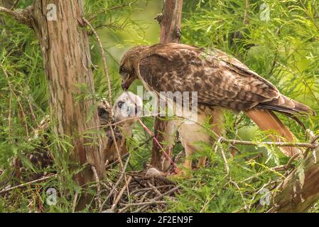 Un falco coda rossa (Buteo jamaicensis) genitore che alimenta i suoi pulcini nel nido uno scoiattolo. I falchi del bambino sono affamati e mangiano voraciously. Foto Stock