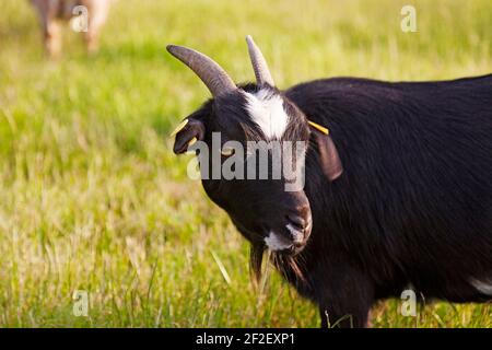 una capra nera con gli occhi gialli Foto Stock
