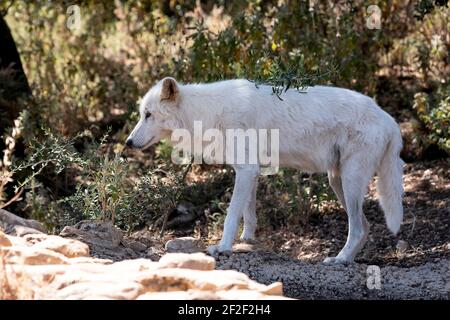 Lupo tundra alaska (Canis lupus tundarum) Foto Stock