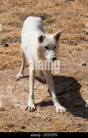 Lupo tundra alaska (Canis lupus tundarum) Foto Stock