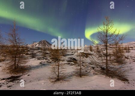 I fari del Nord in una foresta rara e stordita di abeti I dintorni di Hverir Foto Stock