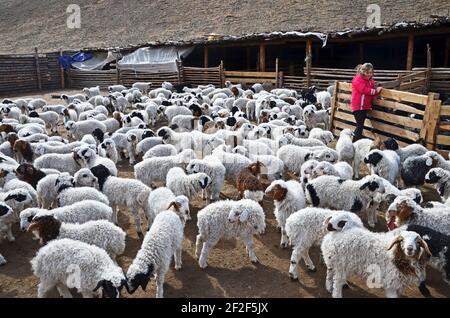 Un turista si trova in una penna con un gregge misto di agnelli e capretti di cashmere, Mongolia Foto Stock