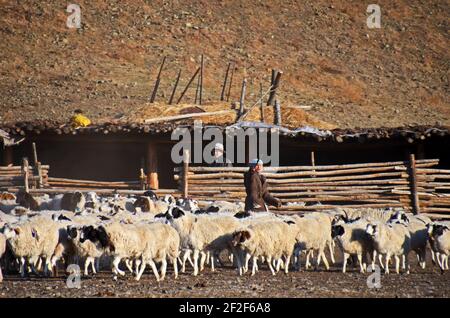 Mongolia, provincia di Arkhangai, nomade, capre cashmere, pettine, lana,  pelo di capra, cashmere Foto stock - Alamy