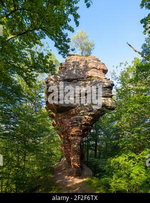 Bizzarra formazione di roccia naturale nella foresta. Vista laterale sul gigantesco arco di arenaria Rocher et Arche de l'Erbsenfelsen, Mosella, Francia. Foto Stock