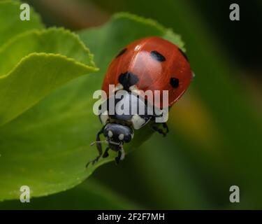 Un primo piano di un ladybug rosso su una foglia verde Foto Stock