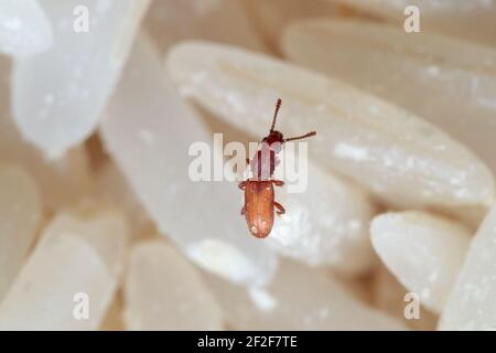 Macro Fotografia di grano seghettato Beetle su riso grezzo Foto Stock