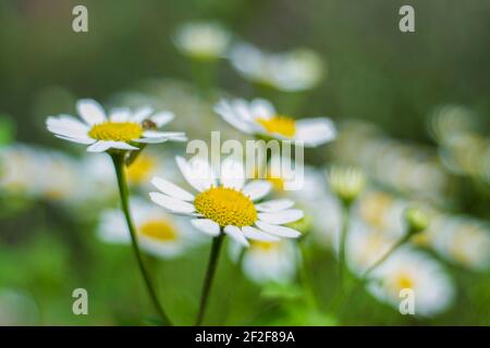 Fiori di camomilla ad Anitgua, Guatemala. Gennaio 2016. Foto Stock